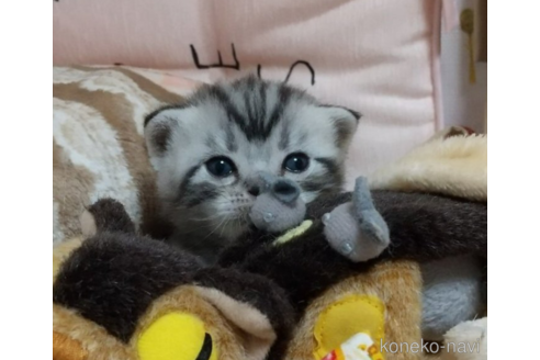 成約済の埼玉県のアメリカンショートヘア-51117の3枚目